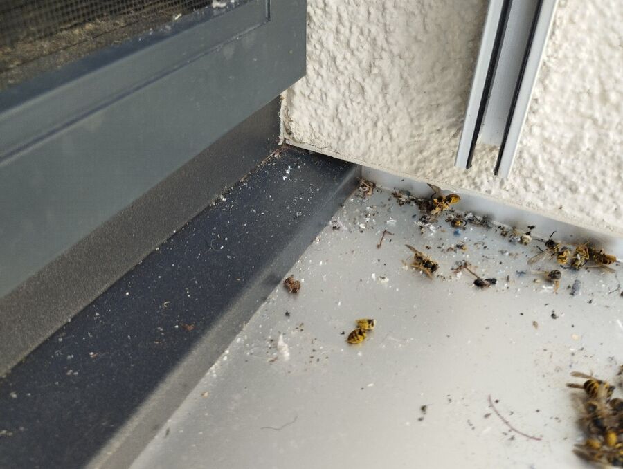 Bee nest at the house remove