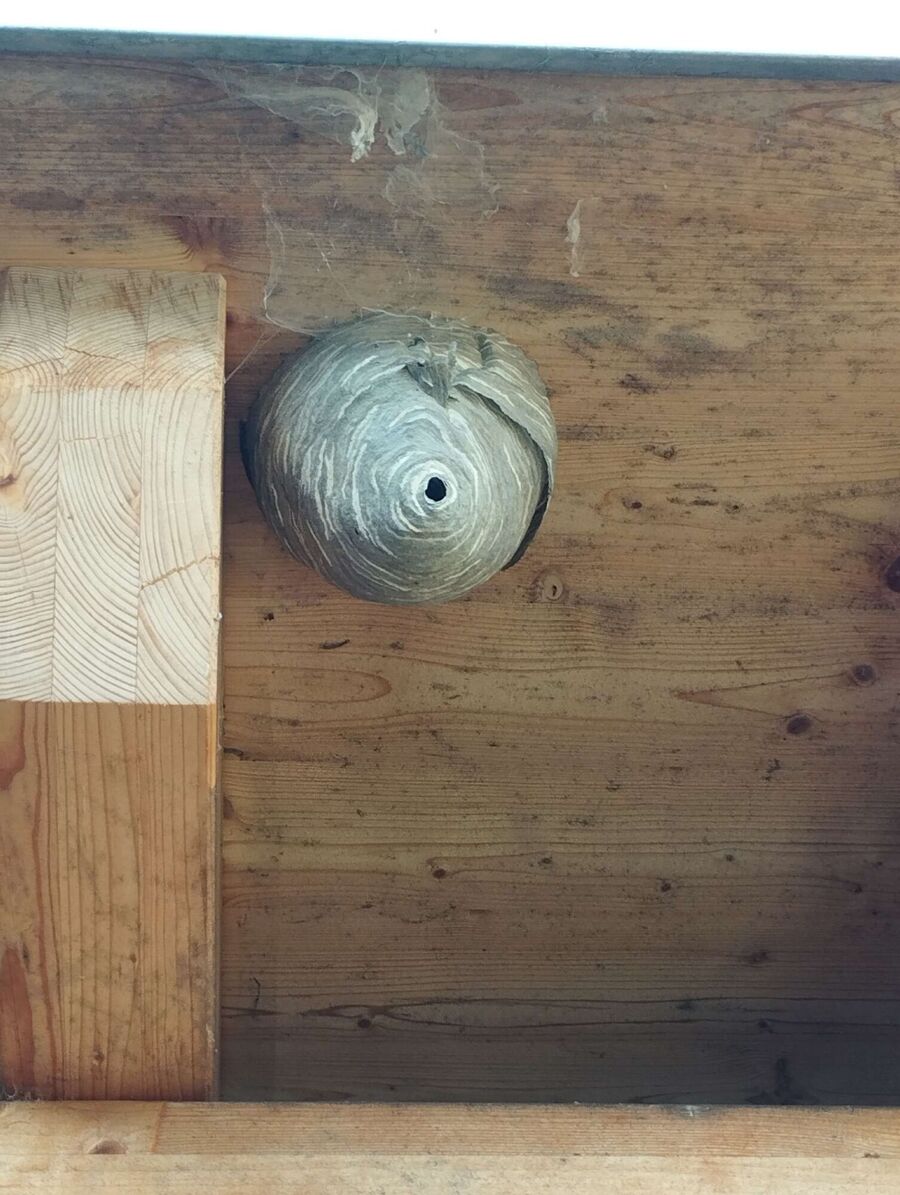 Relocate bees & remove bee nest