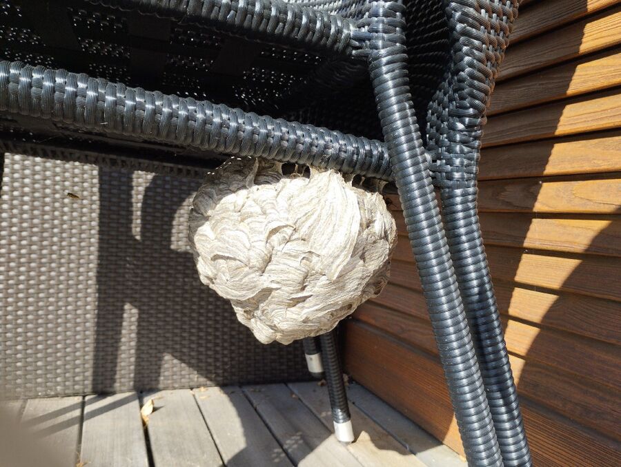 Bee nest at the house remove