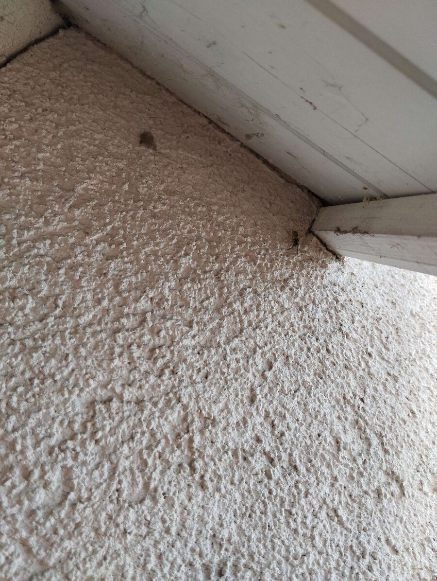 Bee nest at the house remove