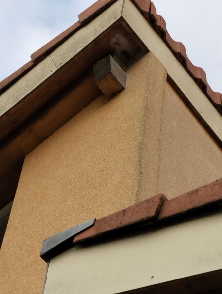 Relocate bees & remove bee nest