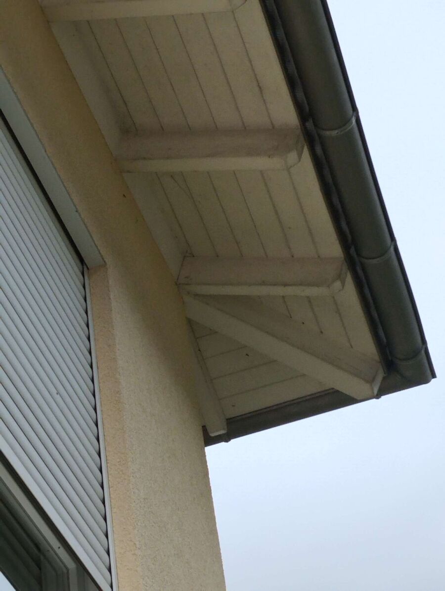 Relocate bees & remove bee nest