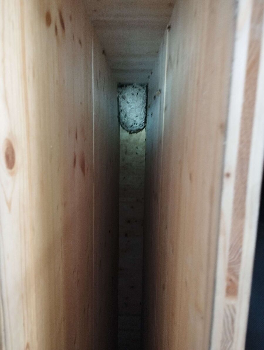 Relocate bees & remove bee nest