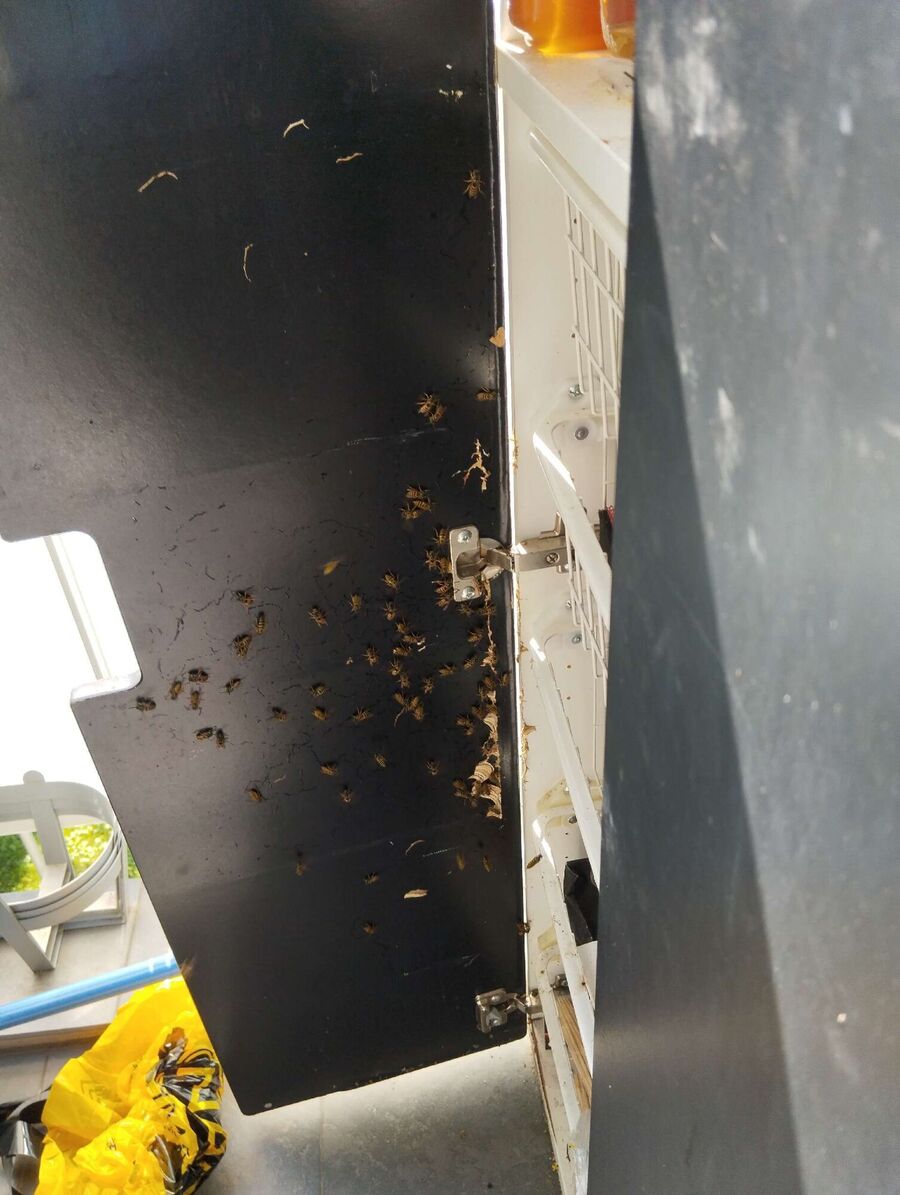Remove bee nest