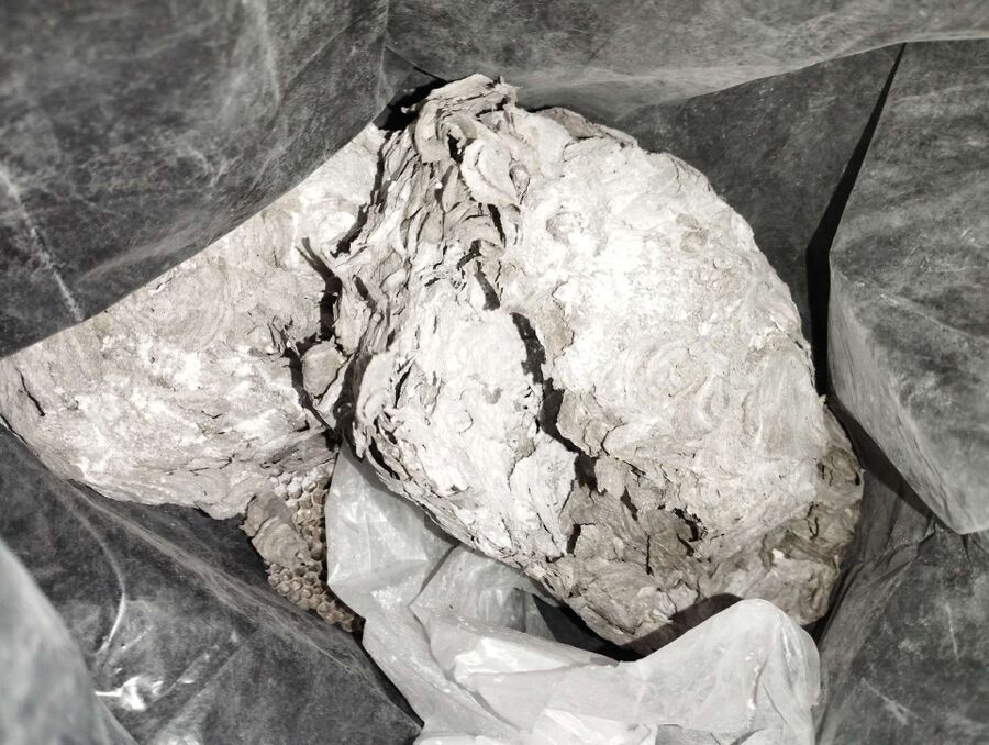 Bee nest at the house remove