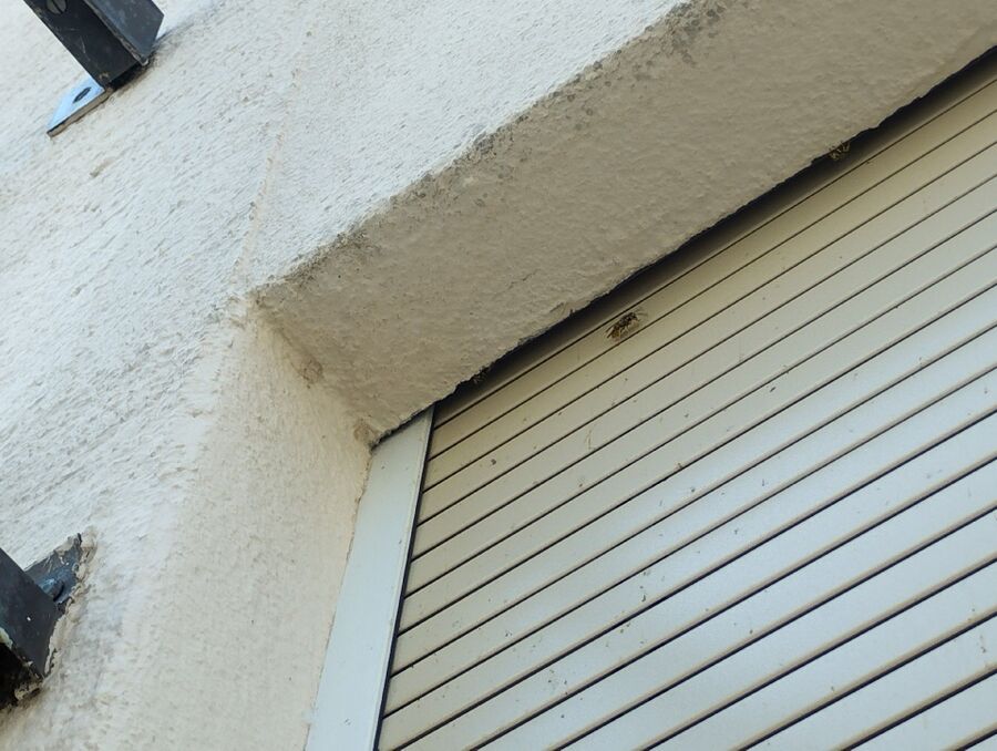 Bee nest at the house remove