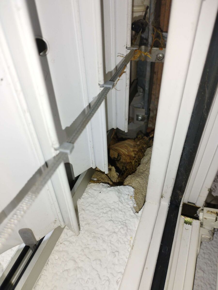 Bee nest at the house remove