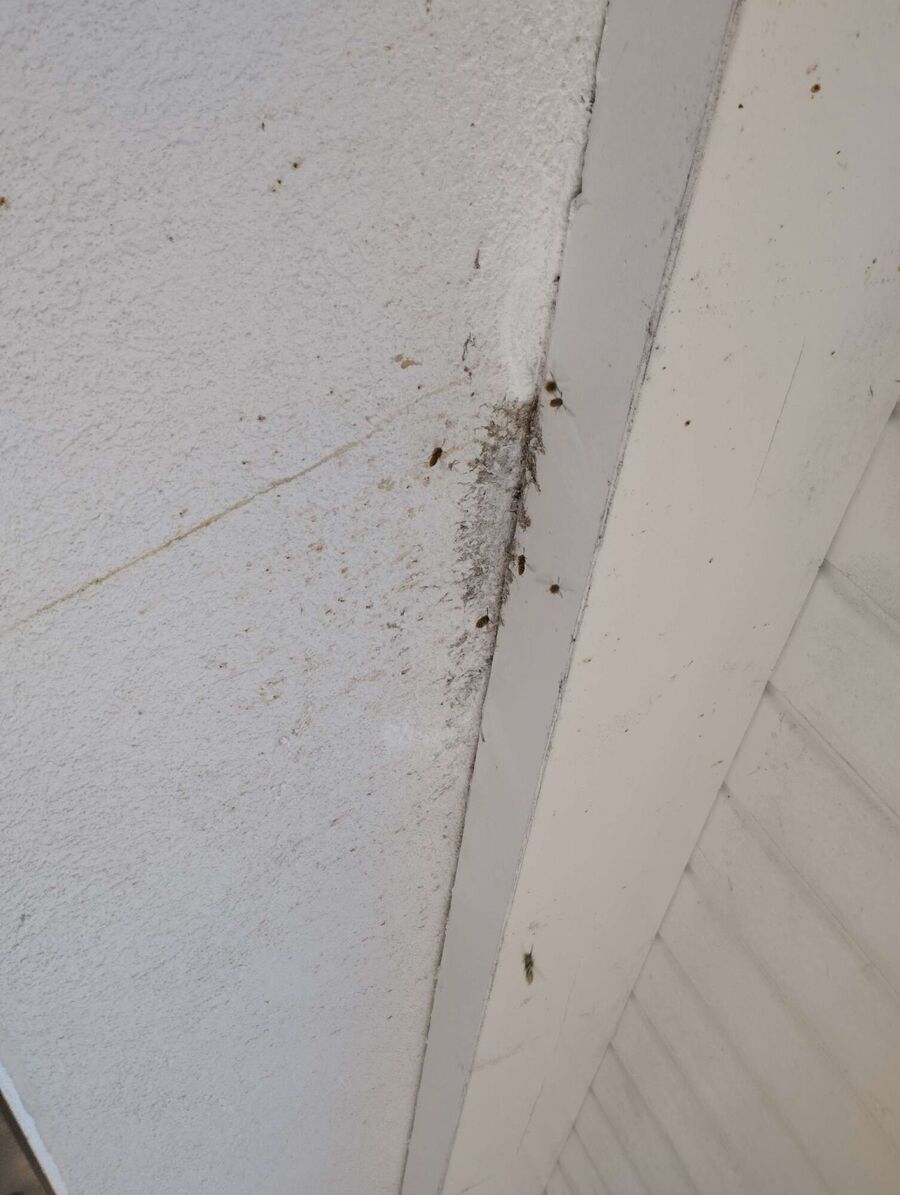 Bee nest at the house remove