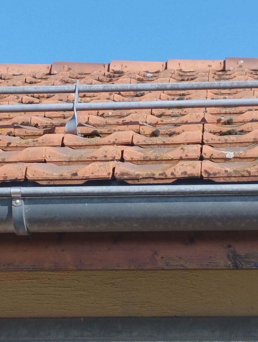 Bee nest at the house remove