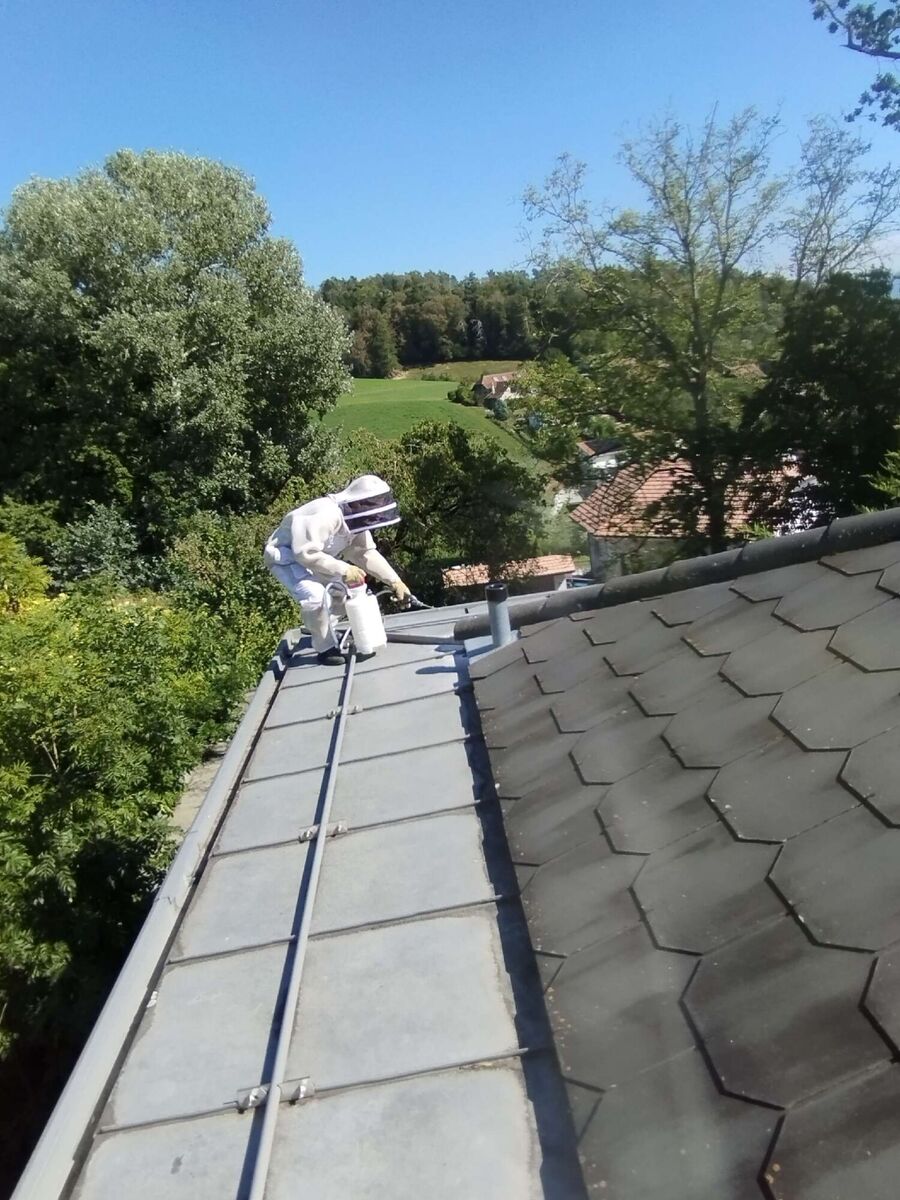 Relocate bees & remove bee nest