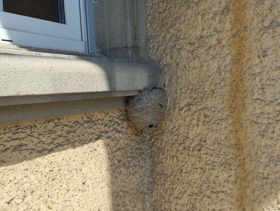 Bee nest at the house remove