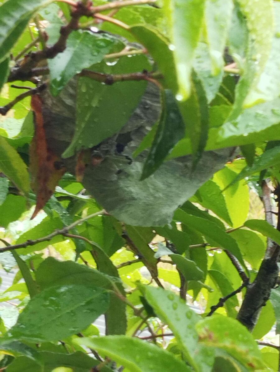 Bee nest at the house remove