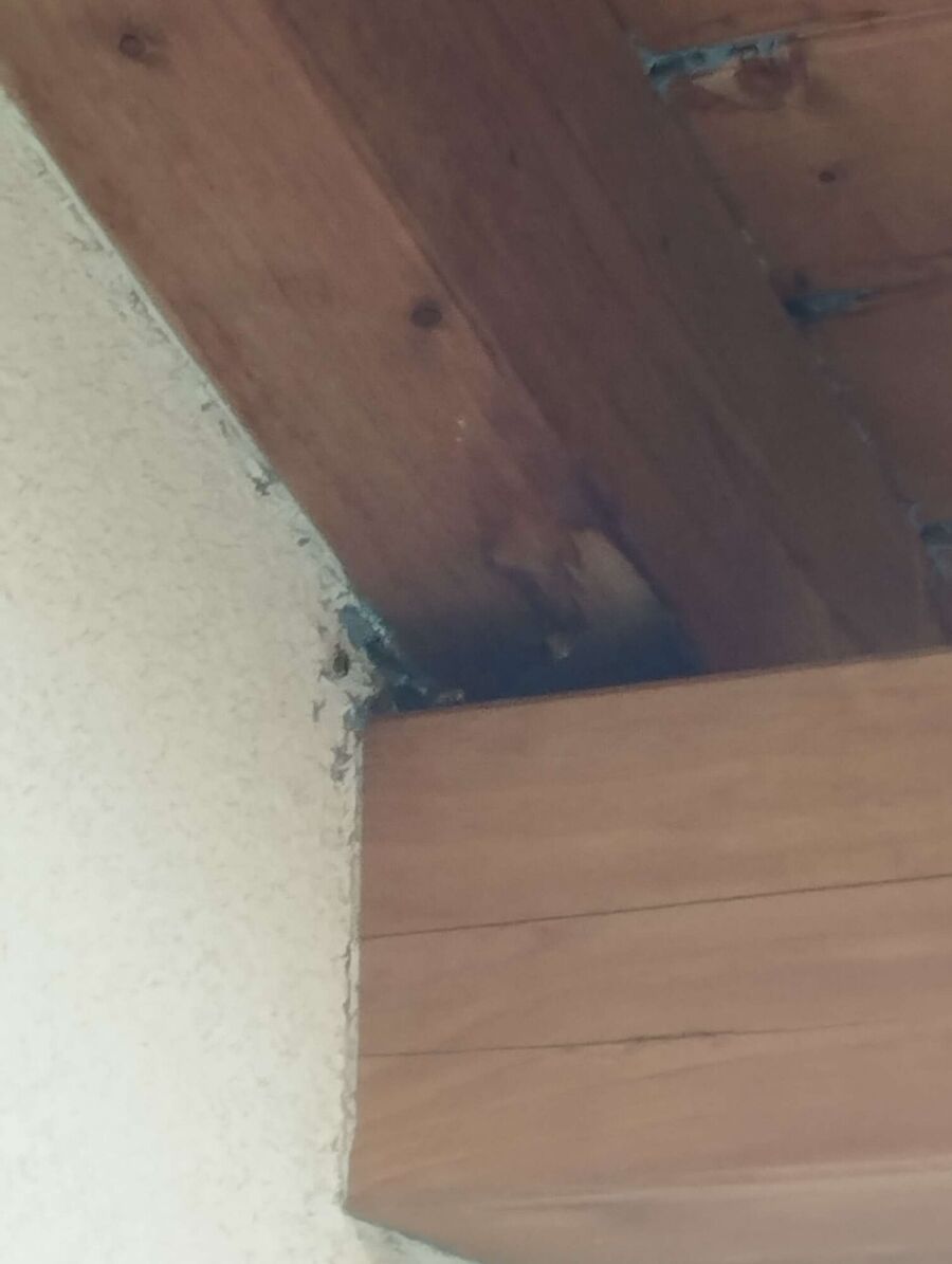 Bee nest at the house remove