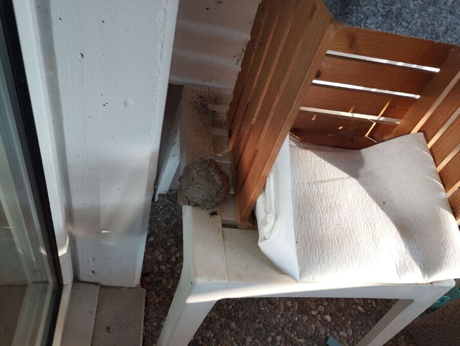 Bee nest at the house remove