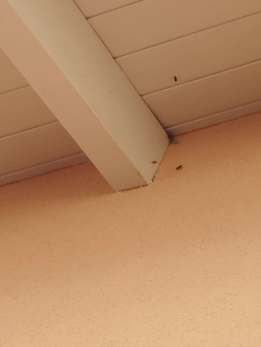 Relocate bees & remove bee nest