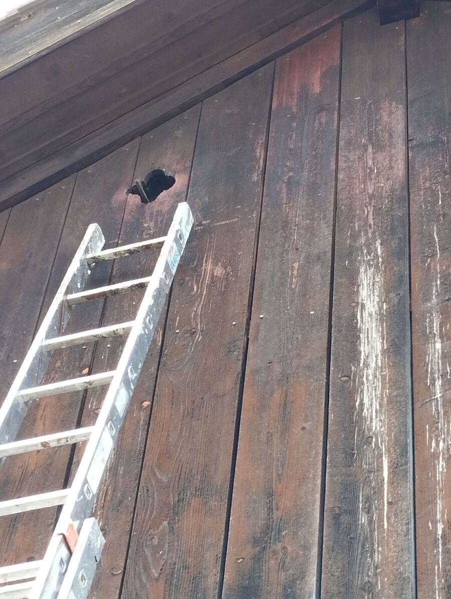 Bee nest at the house remove