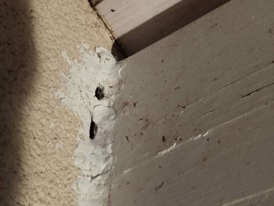 Bee nest at the house remove