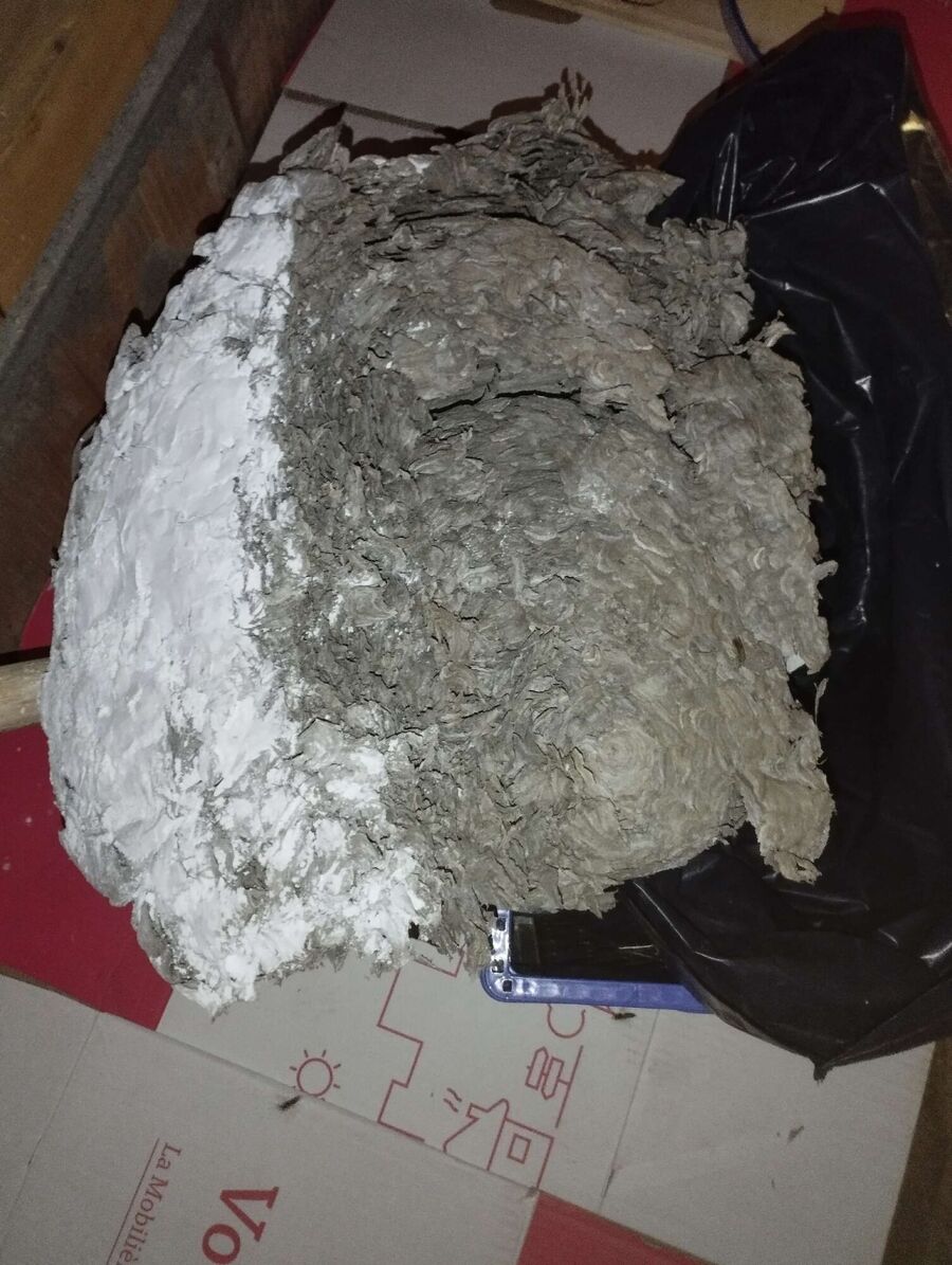 Relocate bees & remove bee nest