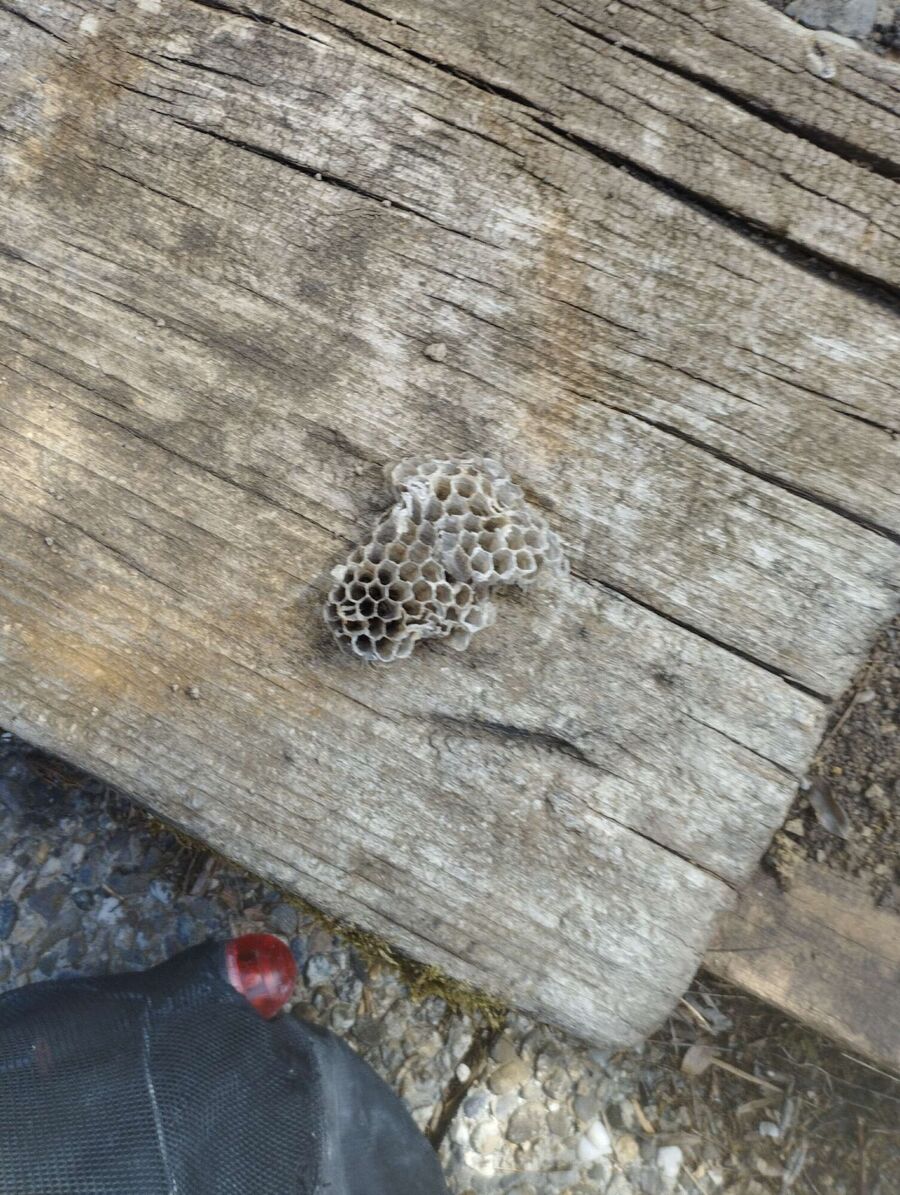 Relocate bees & remove bee nest