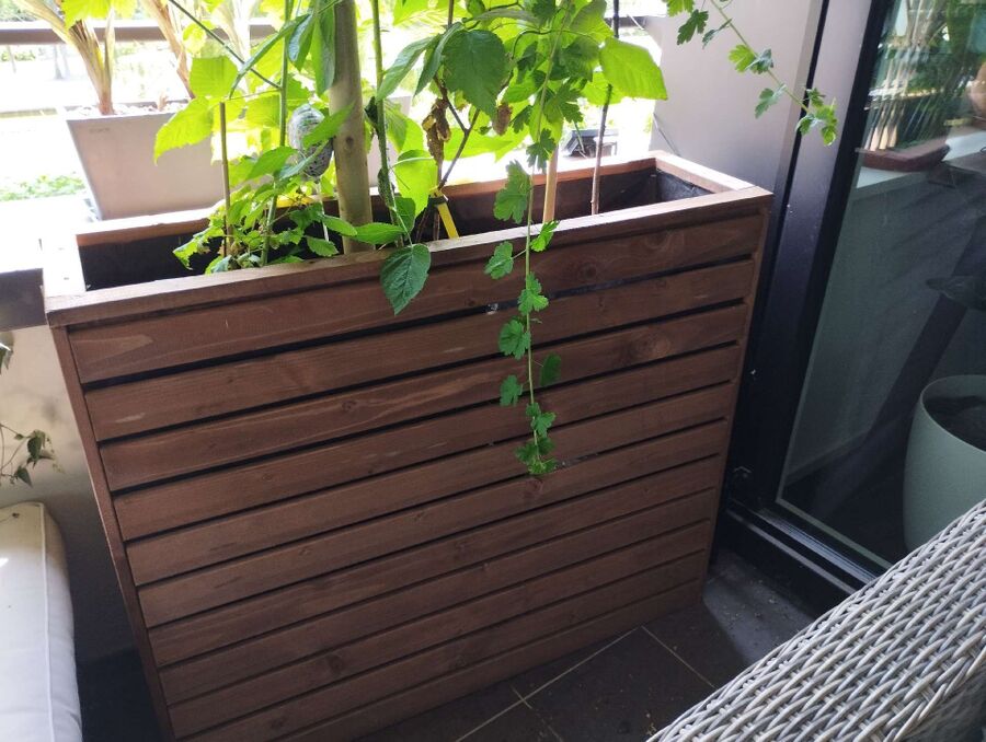 Relocate bees & remove bee nest