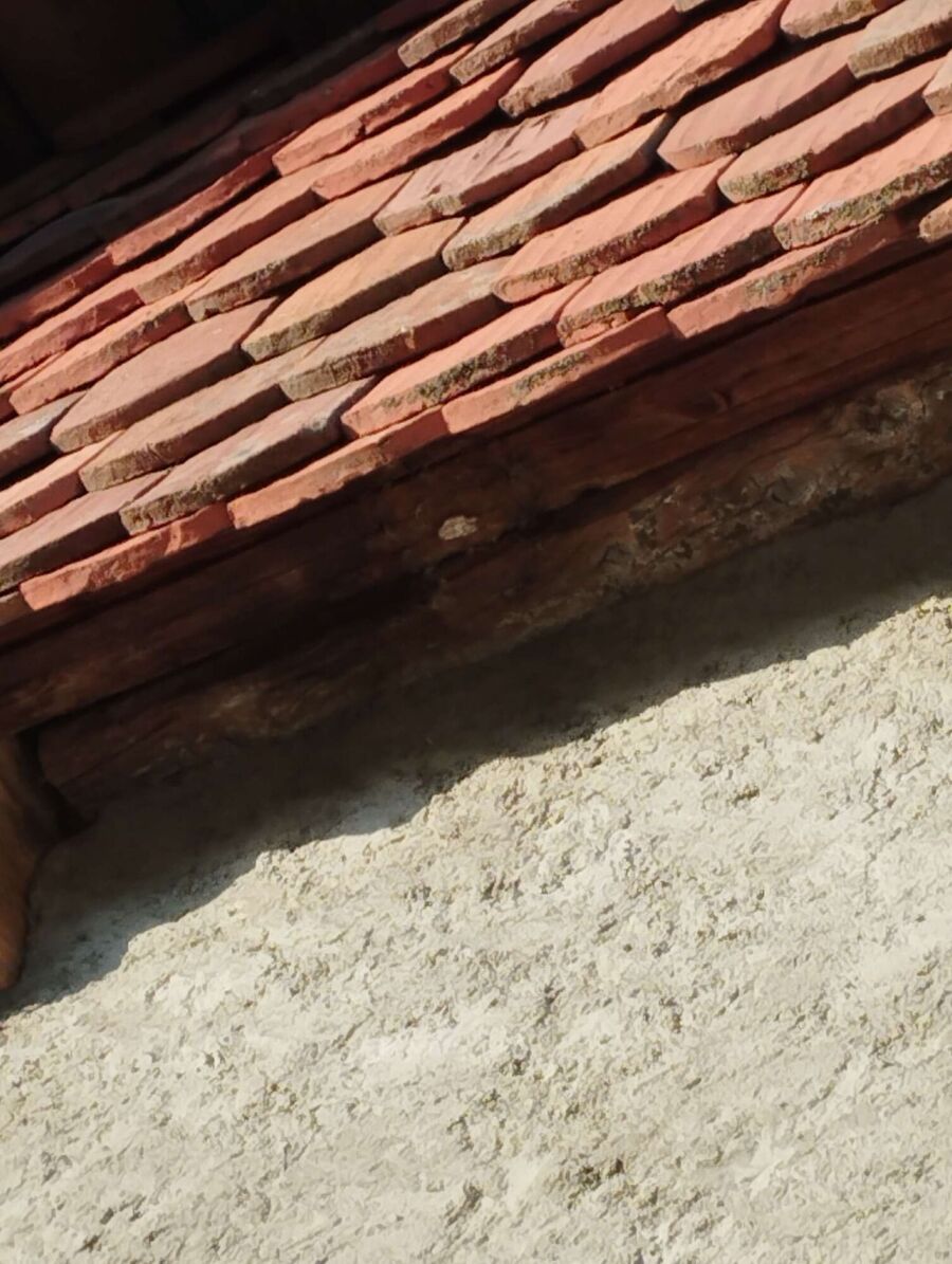 Bee nest at the house remove