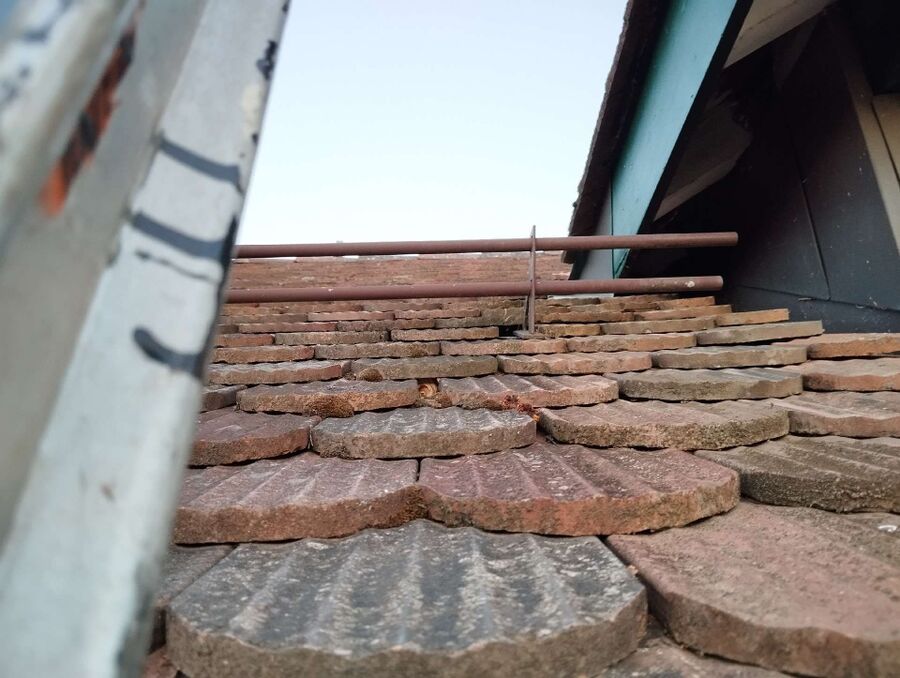 Relocate bees & remove bee nest