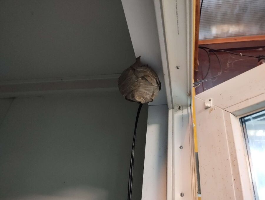 Relocate bees & remove bee nest