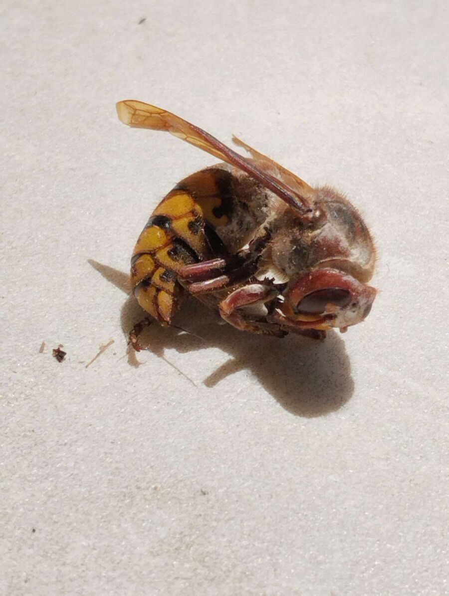 Relocate bees & remove bee nest