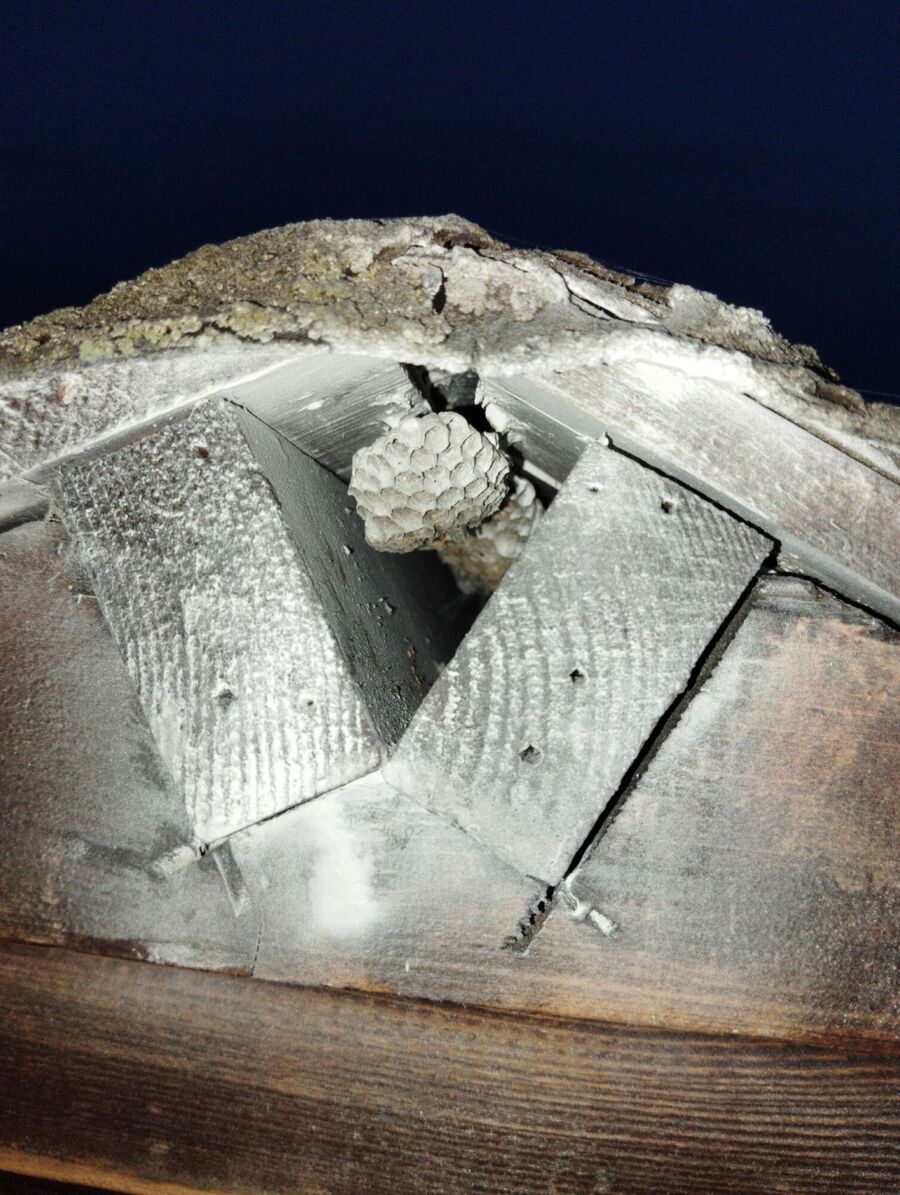 Relocate bees & remove bee nest