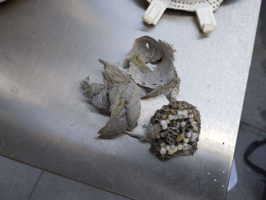 Bee nest at the house remove