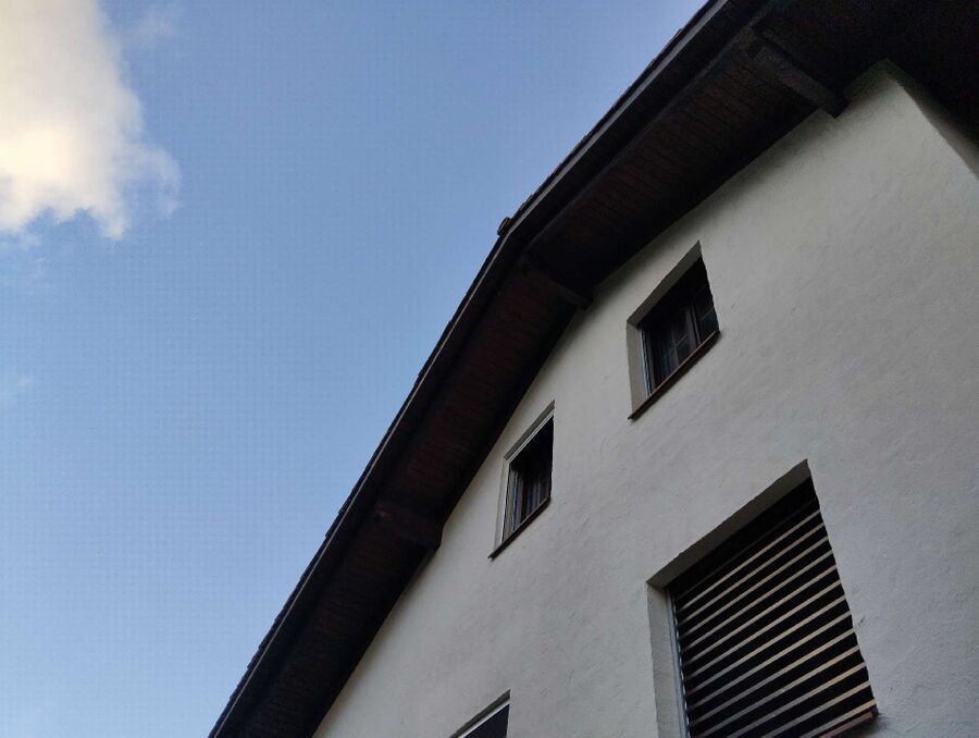 Relocate bees & remove bee nest