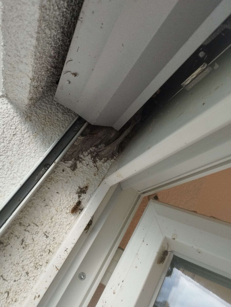 Relocate bees & remove bee nest