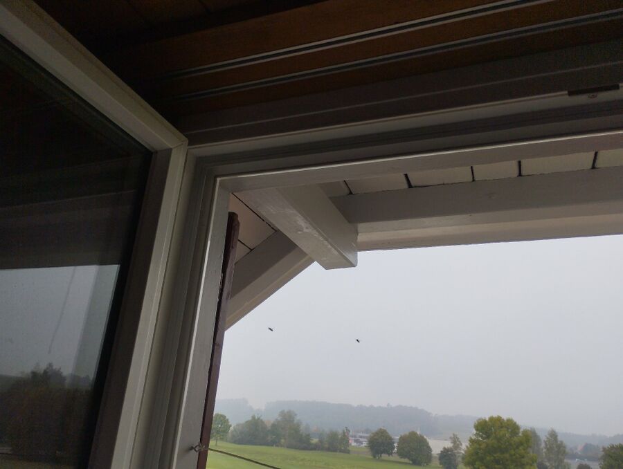 Relocate bees & remove bee nest