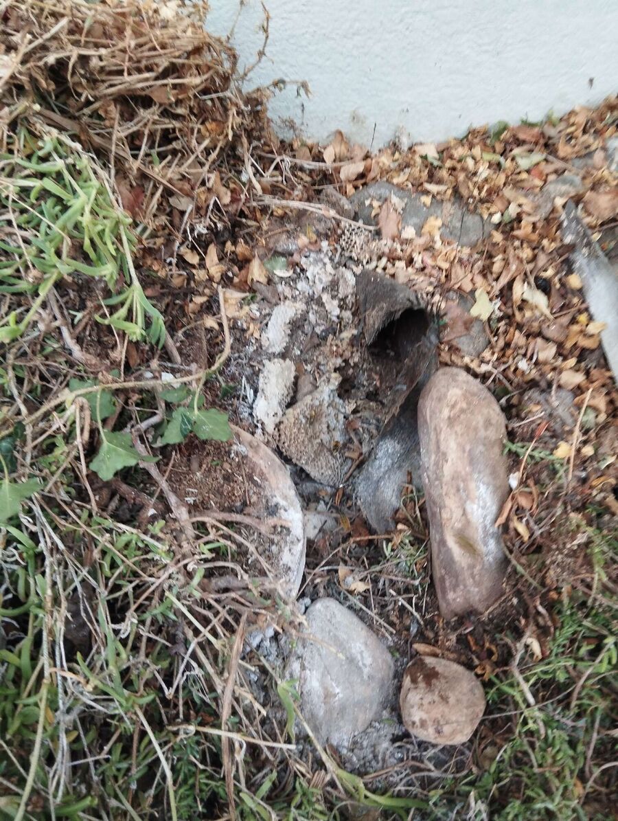 Bee nest at the house remove