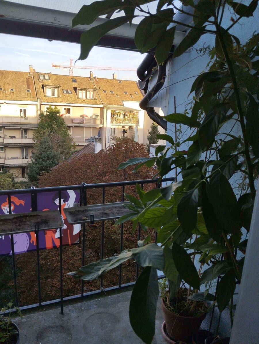 Bee nest at the house remove