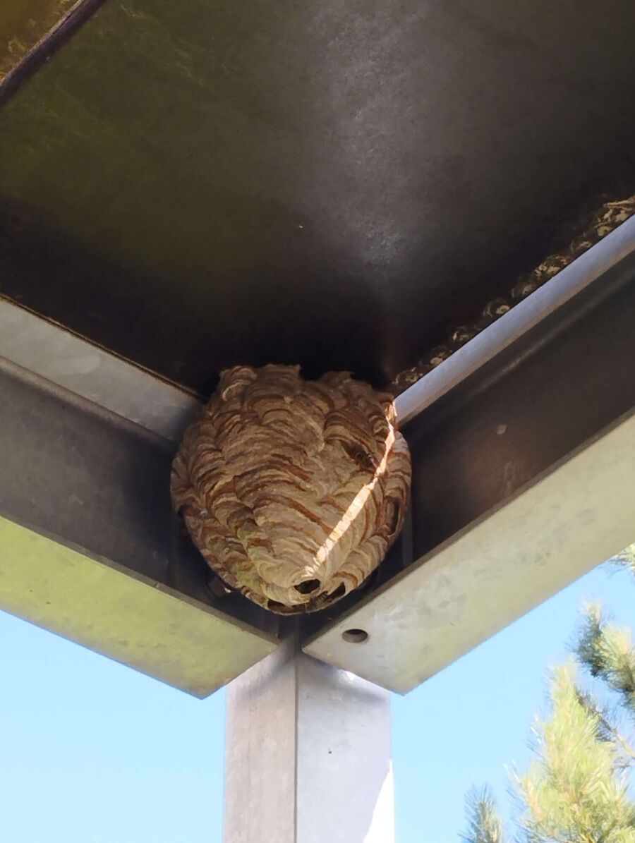 Remove bee nest