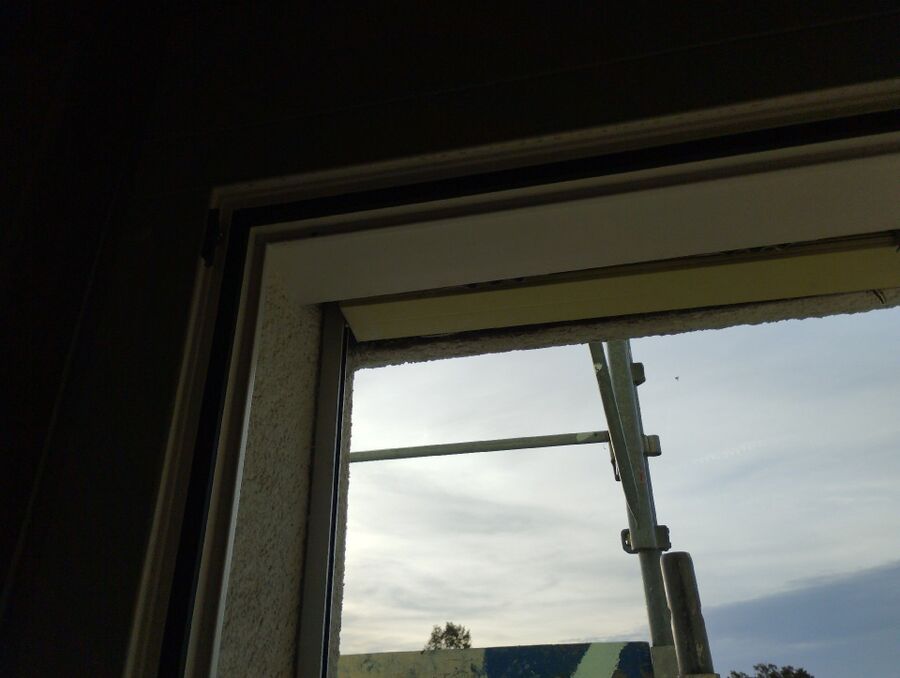 Relocate bees & remove bee nest