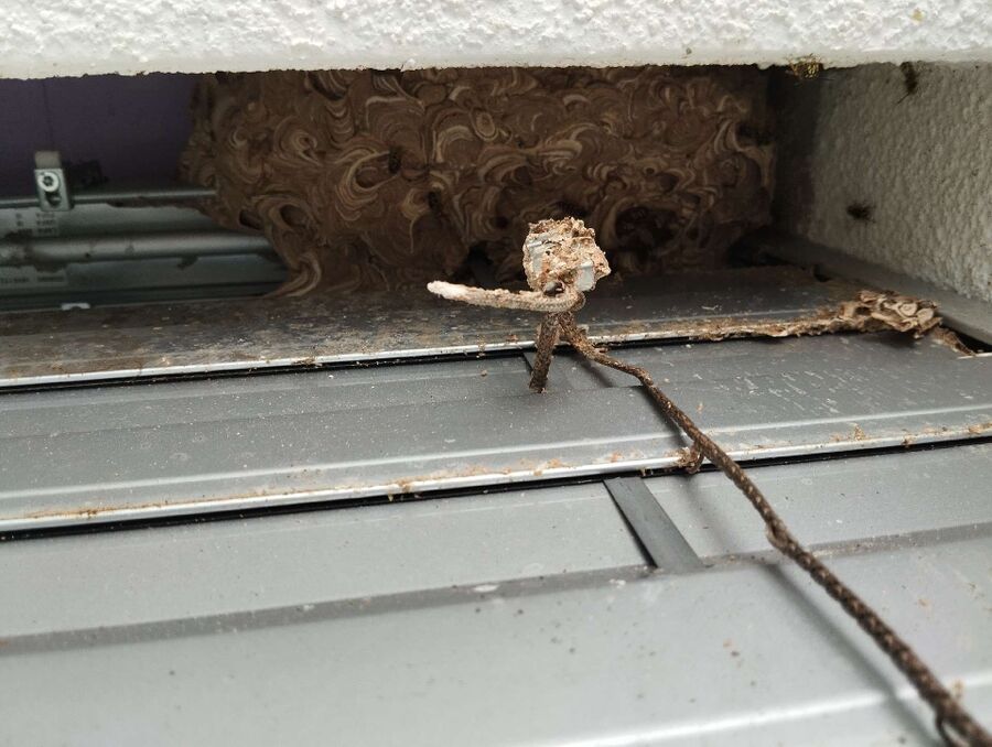 Relocate bees & remove bee nest