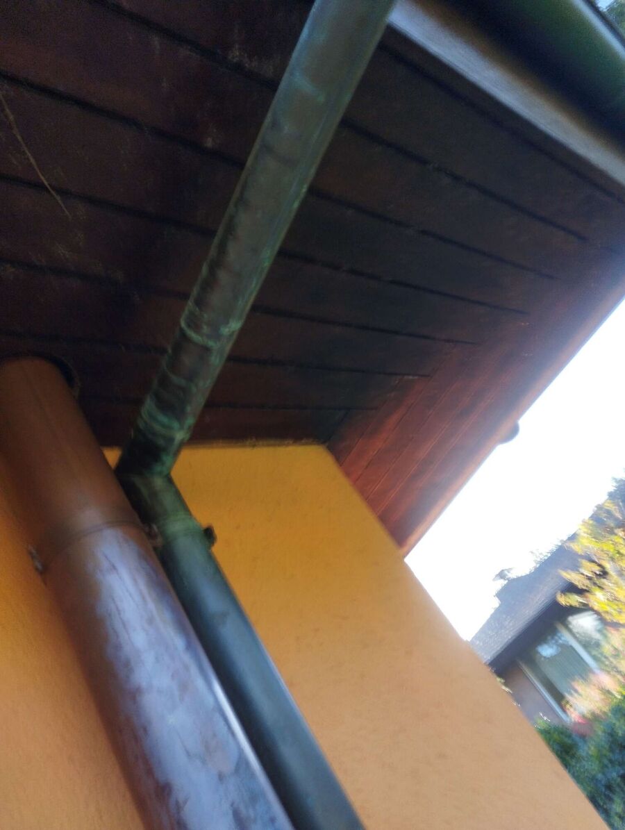 Relocate bees & remove bee nest