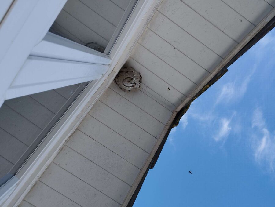 Bee nest at the house remove