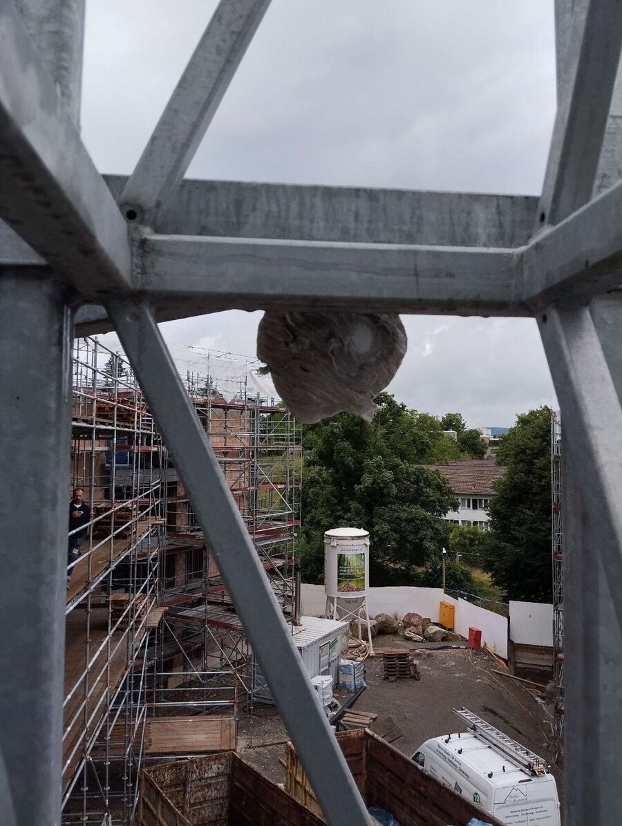 Bee nest at the house remove