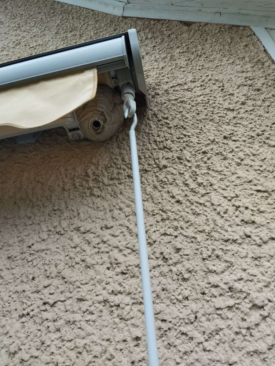 Bee nest at the house remove