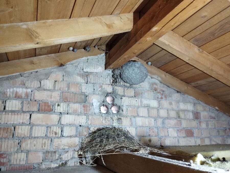 Relocate bees & remove bee nest