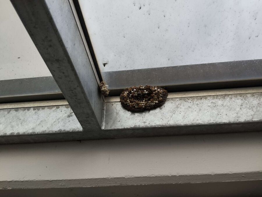 Bee nest at the house remove