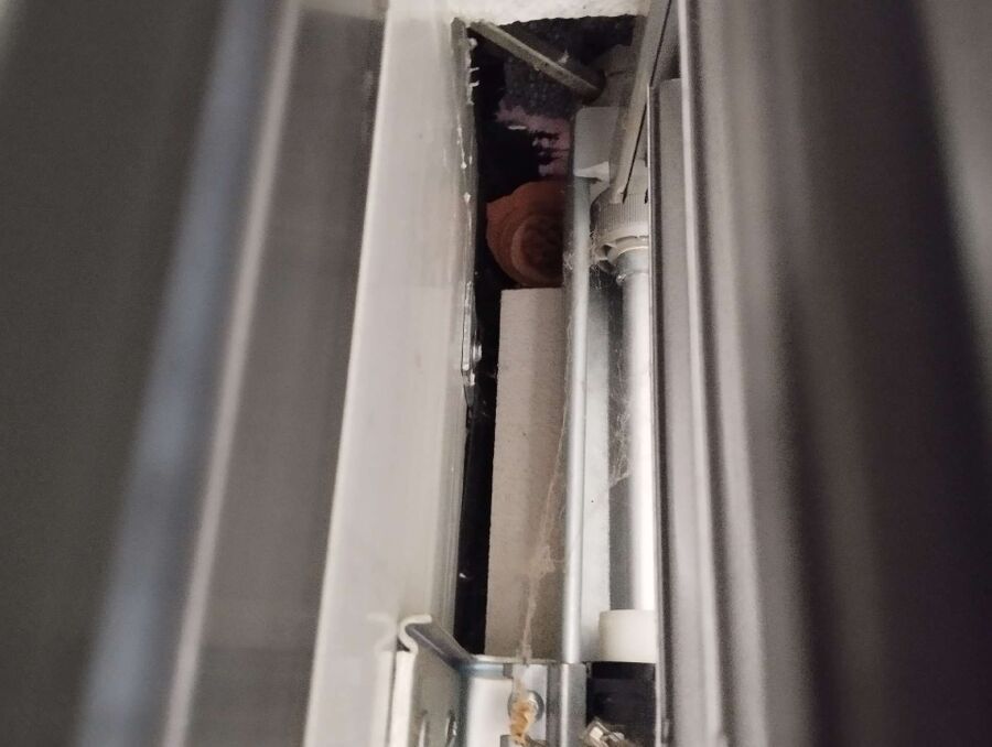 Relocate bees & remove bee nest