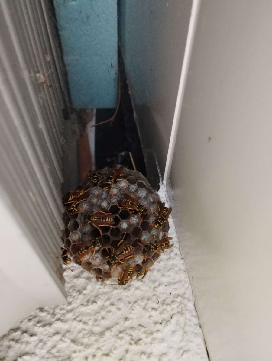 Remove bee nest