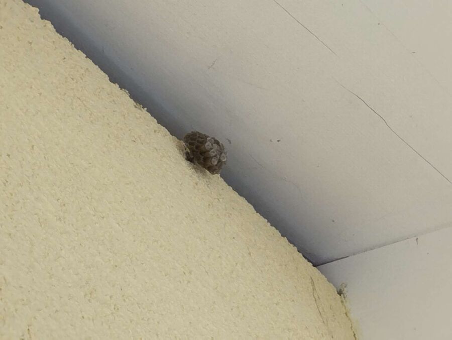 Relocate bees & remove bee nest