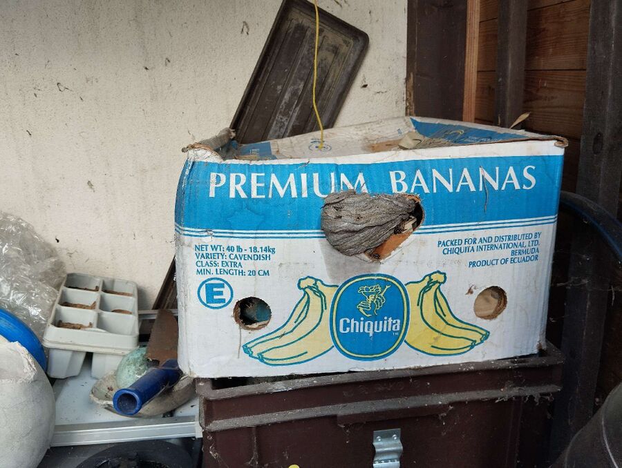 Bee nest at the house remove