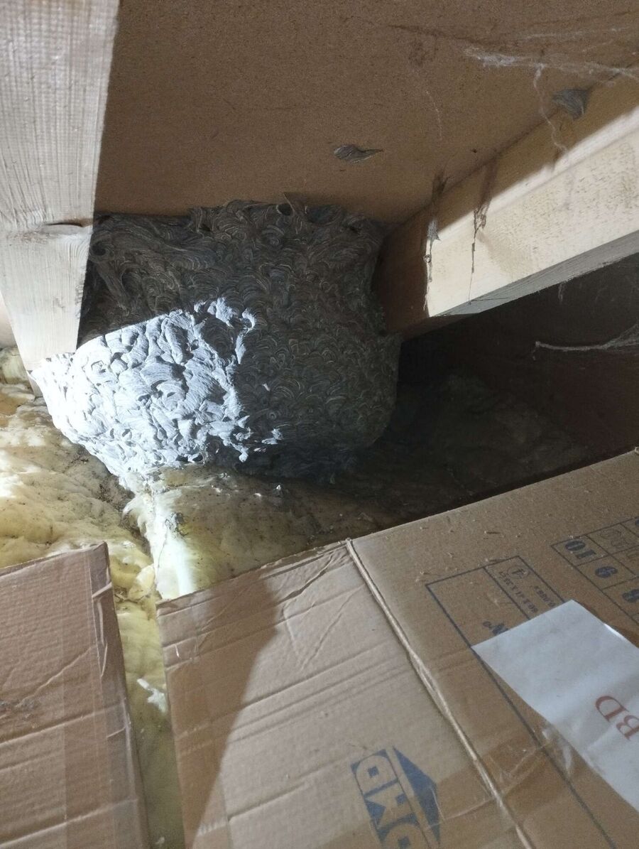 Relocate bees & remove bee nest