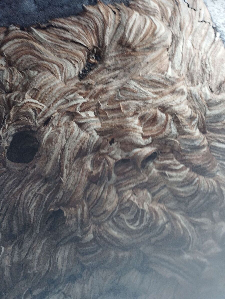 Bee nest at the house remove